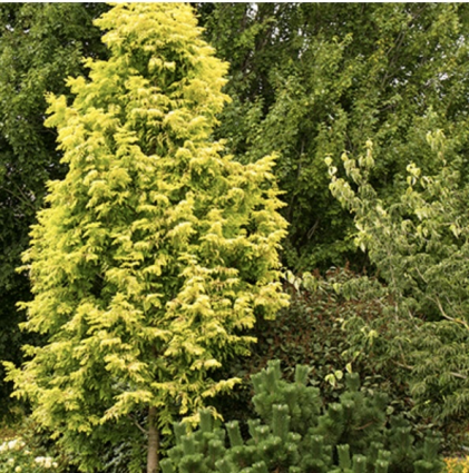 Gold Rush Dawn Redwood  2.5"