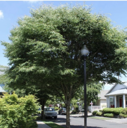 Green Vase Zelkova 2.5"