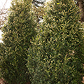 Green Tower Boxwood (2 Gal)