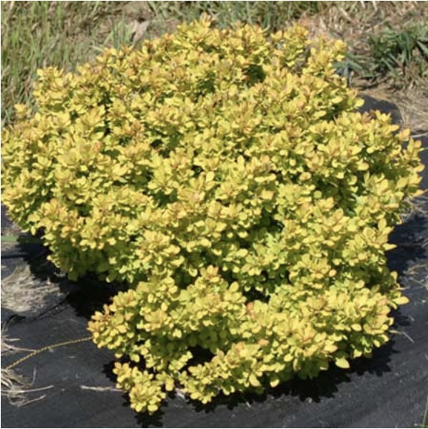 Sunjoy® Mini Saffron Barberry 2G