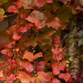 Boston Ivy