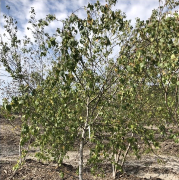 Whitespire Birch  2"