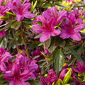 'Girard's Fuchsia' Azalea  