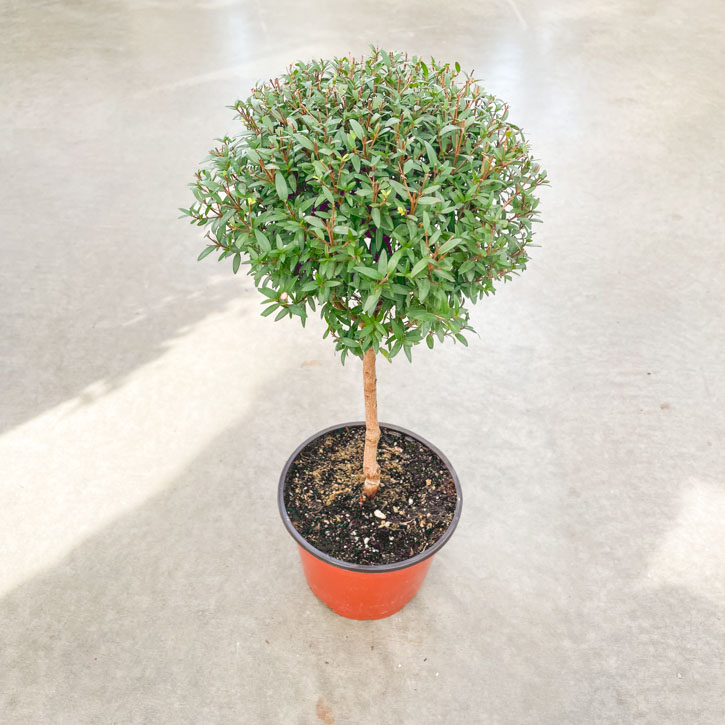 Myrtle 'Standard' Plant 6"