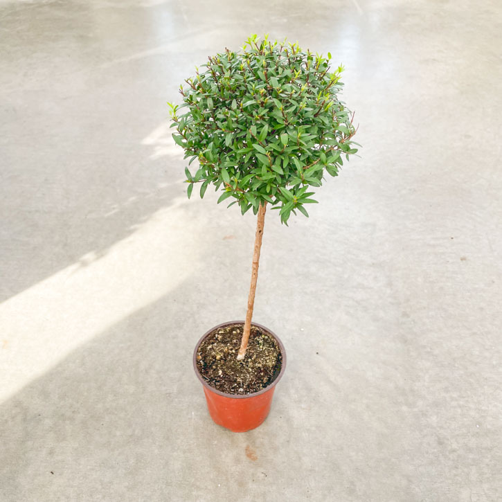 Myrtle Topiary  4"