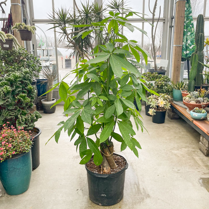 Money Tree Braid Plant 