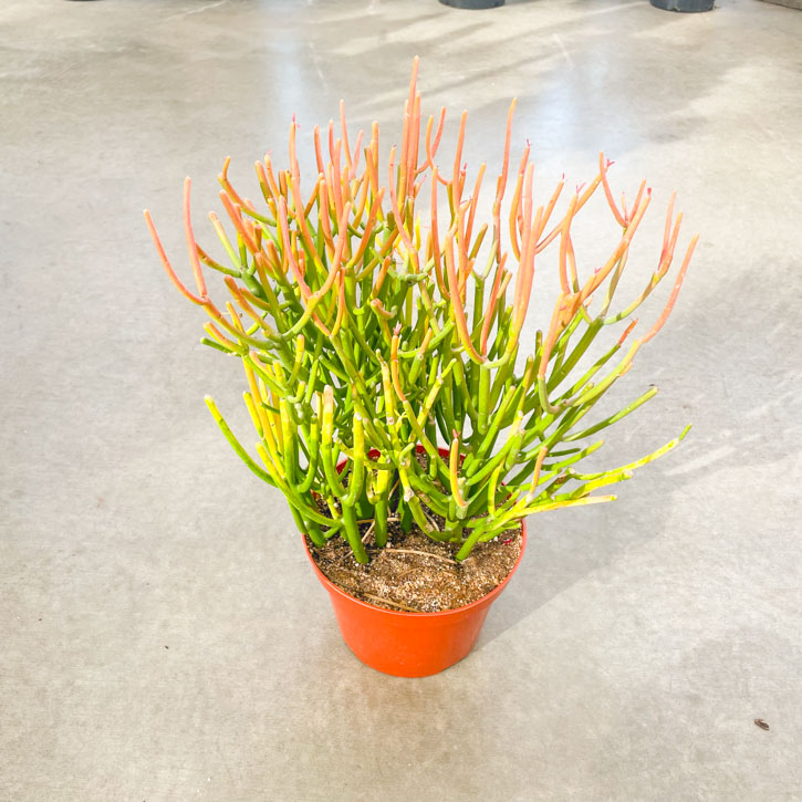 Euphorbia 'Sticks of Fire' Plant 8"