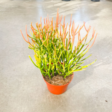 Euphorbia 'Sticks of Fire' Plant 8"