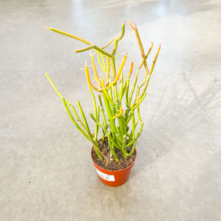 Euphorbia 'Sticks of Fire' Plant 4"