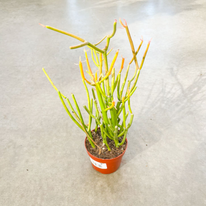 Euphorbia 'Sticks of Fire' Plant 4"