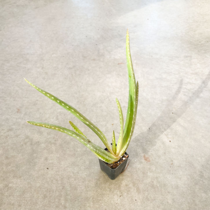 Rhipsalis Plant 4"