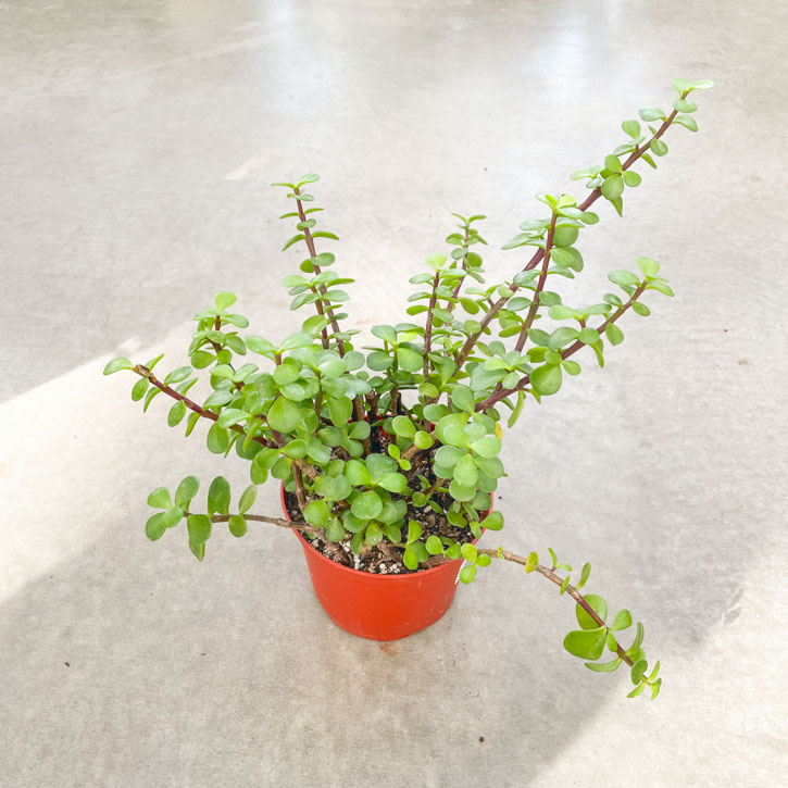 Portulacaria 6 Plant