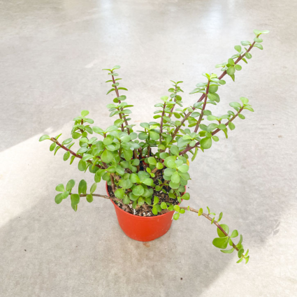 Portulacaria 6 Plant