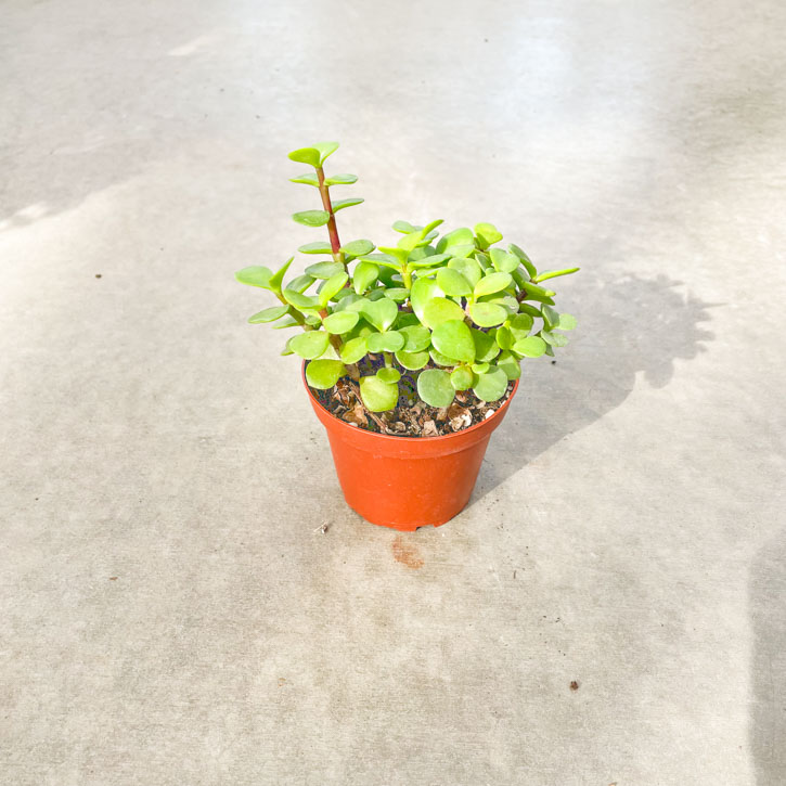 Portulacaria 4 Plant