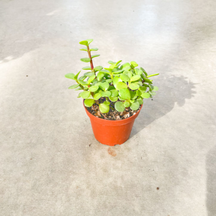 Portulacaria 4 Plant