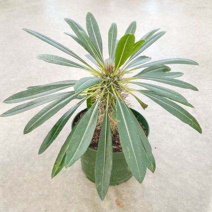 Pachypodium Lamerei Plant 6"