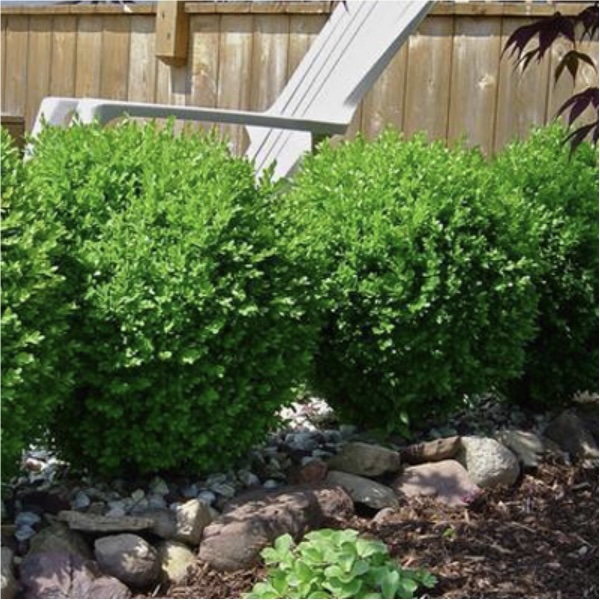 Winter Gem Boxwood 3-5G