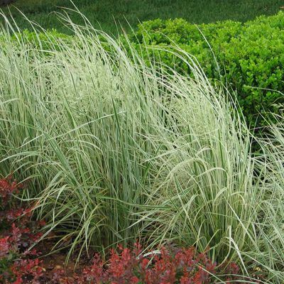 GRASS, OVERDAM FEATHER REED 2 G