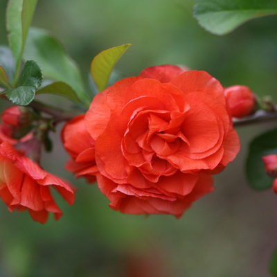 QUINCE, DOUBLE TAKE ORANGE 3-5 G