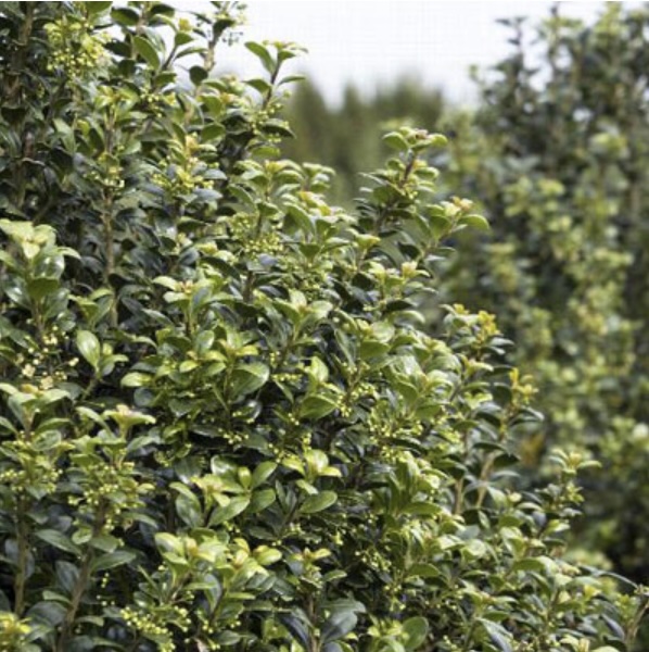 Steeds Upright Japanese Holly 7G