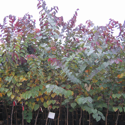 REDBUD, BURGUNDY HEARTS 7 GAL