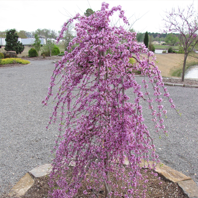 Lavender Twist Weeping Redbud 15G