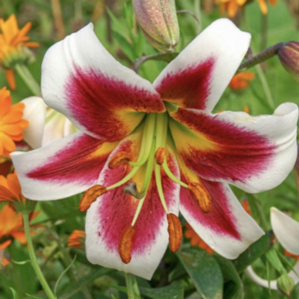 'Frisco' Oriental Lily Bulbs (2 Bulbs)