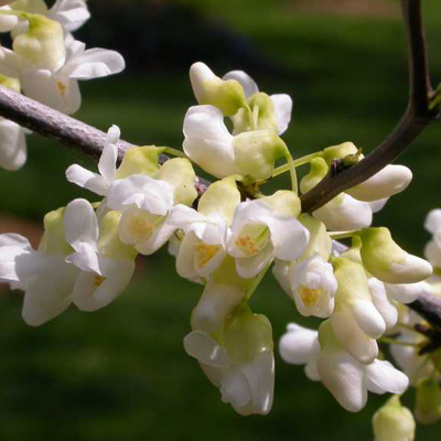 Royal White Eastern Redbud Tree