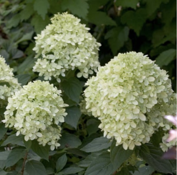 Little Lime Standard Hydrangea Tree  7G