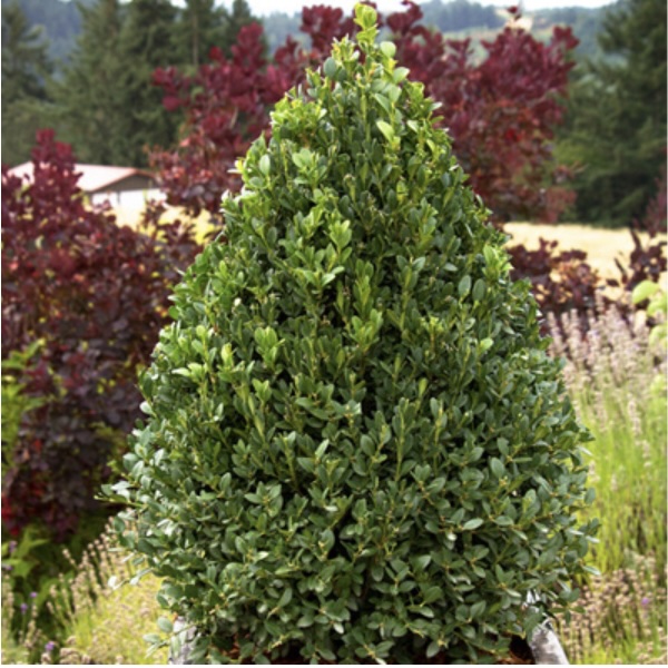 Green Mountain Pyramidal Boxwood  21"
