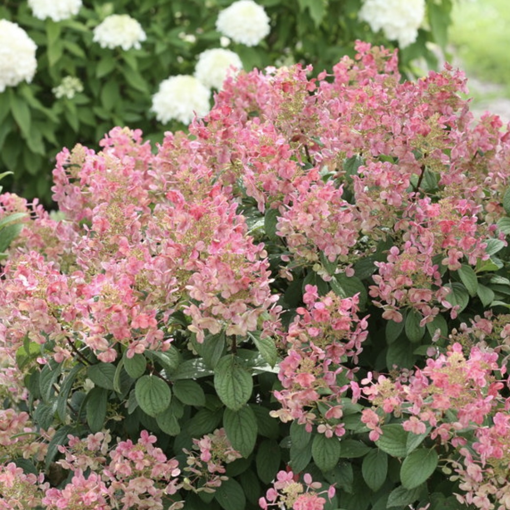 Little Quick Fire® Panicle Hydrangea 2G