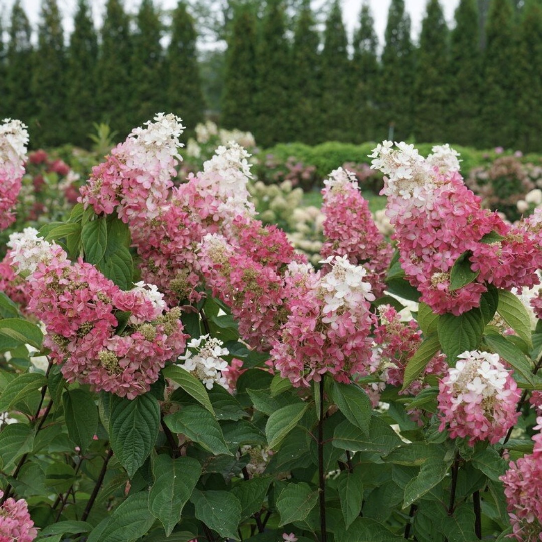 Pinky Winky Prime® Panicle Hydrangea 3-5G