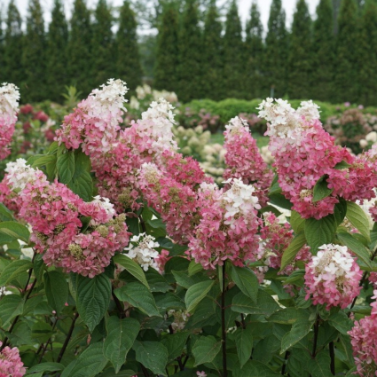 Pinky Winky Prime® Panicle Hydrangea 3-5G