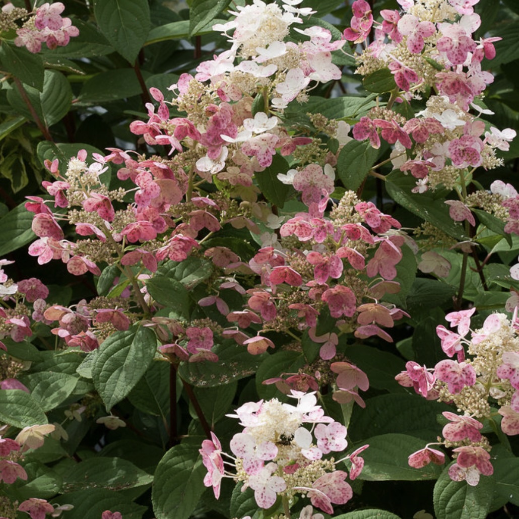 Quick Fire® Panicle Hydrangea 2G