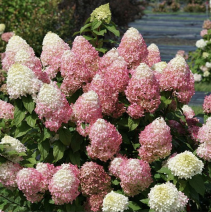 Quick Fire Fab® Panicle Hydrangea 2G