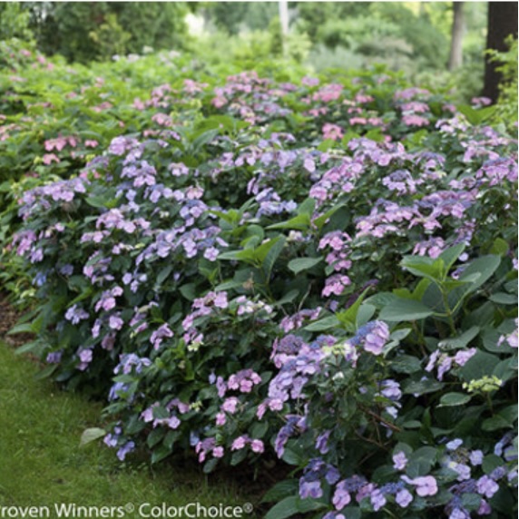 Tuff Stuff Reblooming Mountain Hydrangea 3-5G