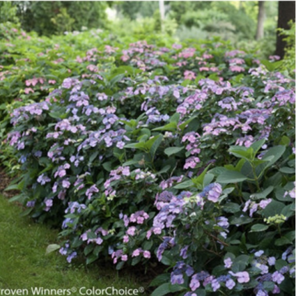 Tuff Stuff Reblooming Mountain Hydrangea 3-5G