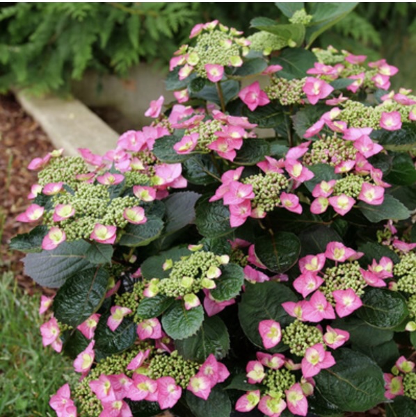 HYDRANGEA, TUFF STUFF TOP FUN 5G