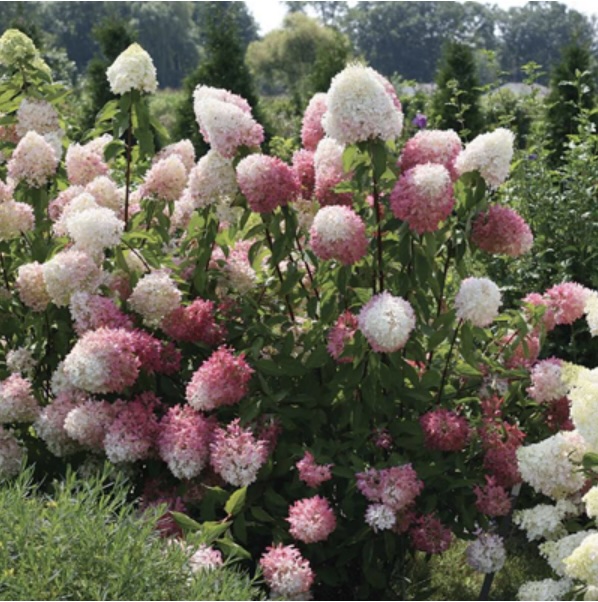 Zinfin Doll® Panicle Hydrangea 3-5G