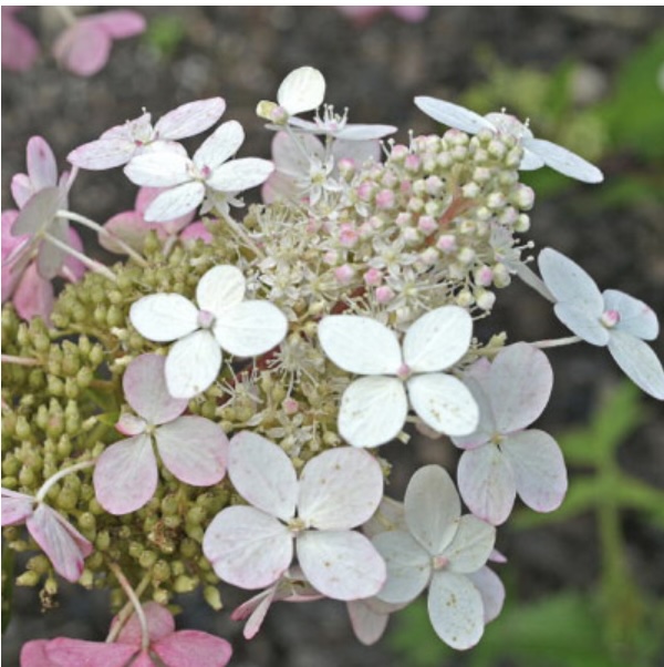 Royal Star Big Ben Hydrangea 7G
