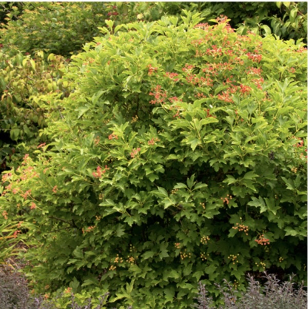 Dwarf Cranberry Viburnum 3-5G
