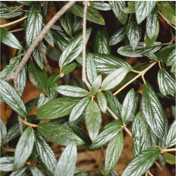 Prague 'Decker' Viburnum 3-5G