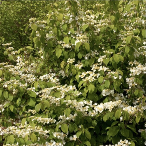 Shasta Viburnum 3-5G