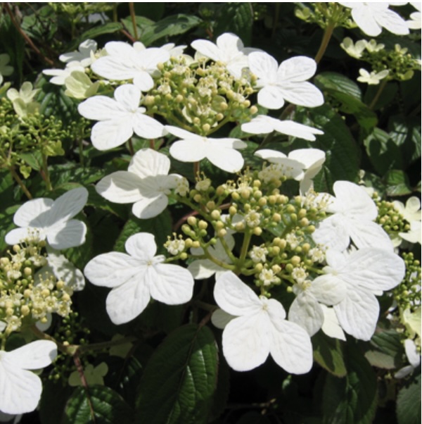 Summer Snowflake Viburnum 3-5G