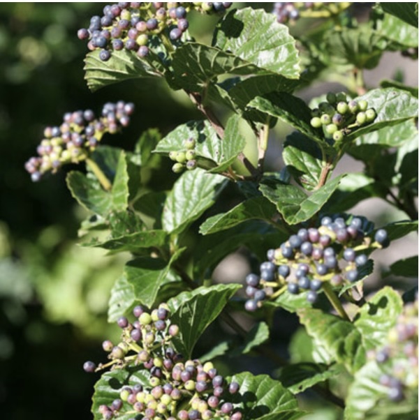 Glitters & Glows® Viburnum 2G