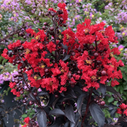 Center Stage® Red Crape Myrtle 2G