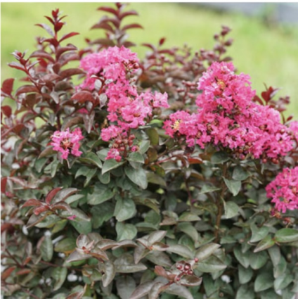 Rikki Tikki® Pink Crape Myrtle 3-5G