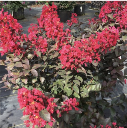 Rikki Tikki® Rouge Crape Myrtle 2G