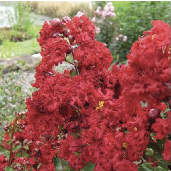 Siren Red Crape Myrtle 3-5G