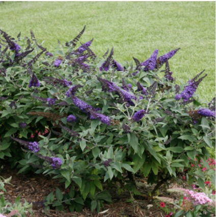 Pugster Blue® Butterfly Bush 3-5G